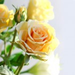 103258974_roza_2
