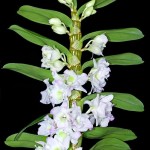 550x809xjpg_Esistono_vari_ibridi_che_rifioriscono_facilmente_anche_in_casa_c_Giuseppe_Mazza.jpg.pagespeed.ic.iFPGM3koub