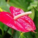 Anthurium_08