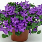 Campanula10