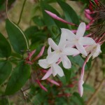 Jasmine04