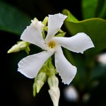 Jasmine08