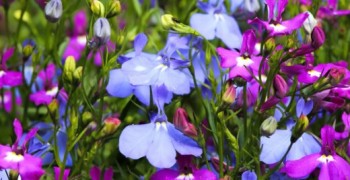 Lobelia-03-520x337