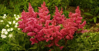астильба01