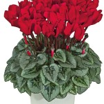cyclamen_06