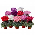 cyclamen_08