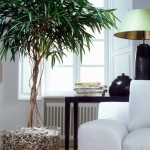 ficus04